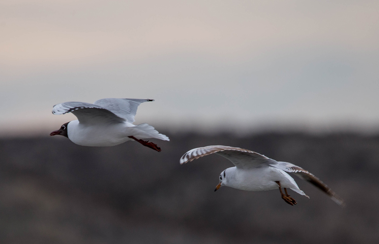Foto Gaviota Capucho Café