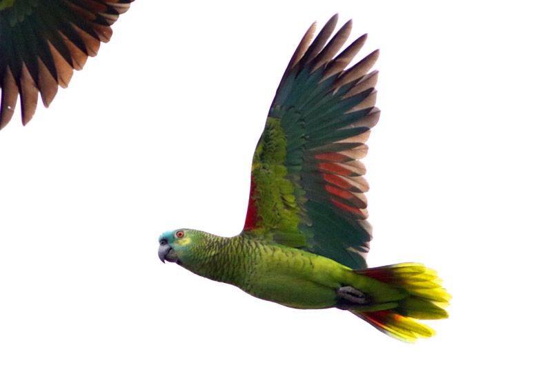 Foto Loro Hablador