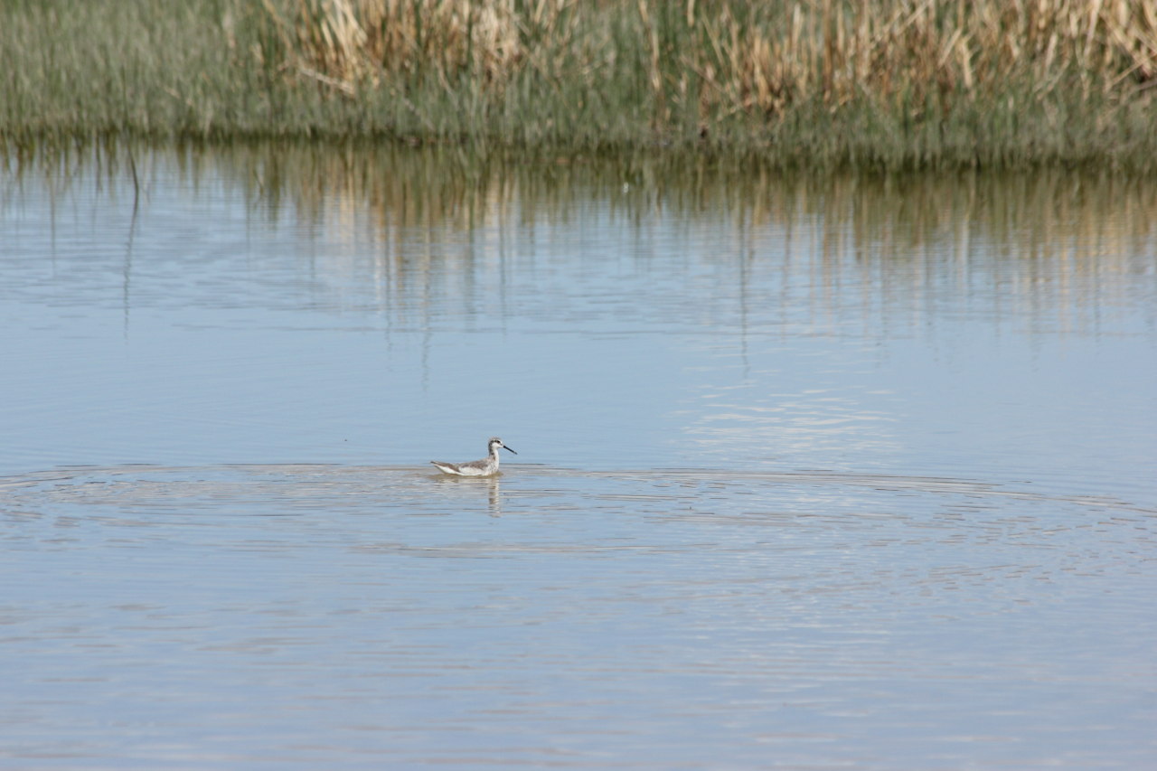 Foto Falaropo Común