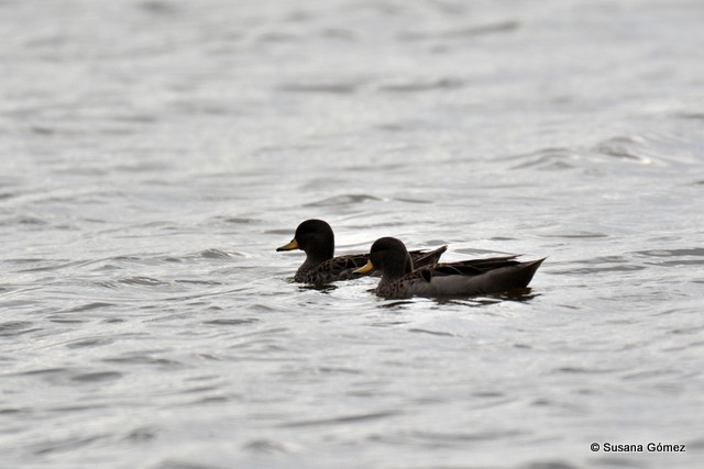 Photo Pato Barcino