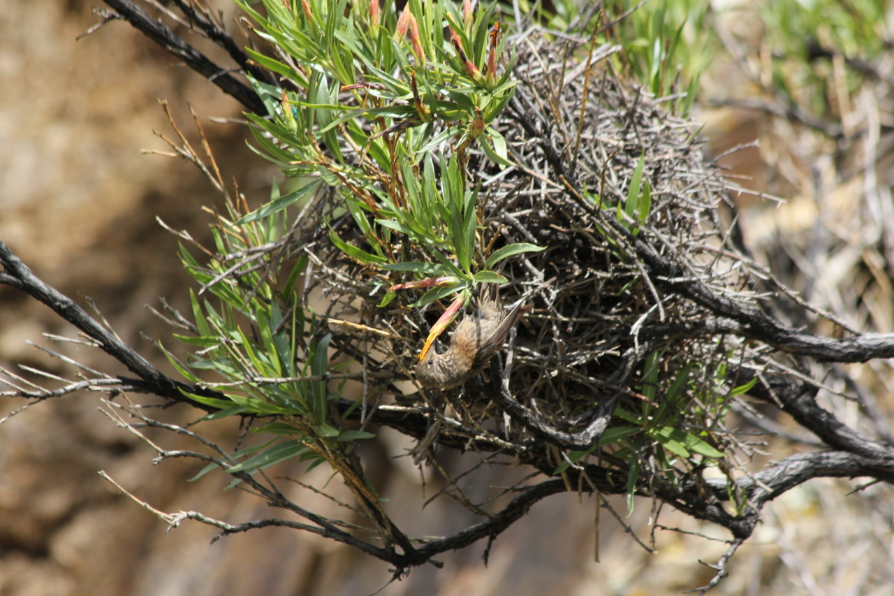 Photo Picaflor Colorado