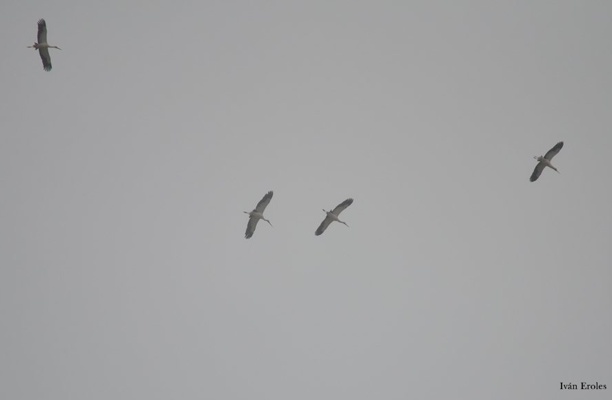 Foto Cigüeña Americana