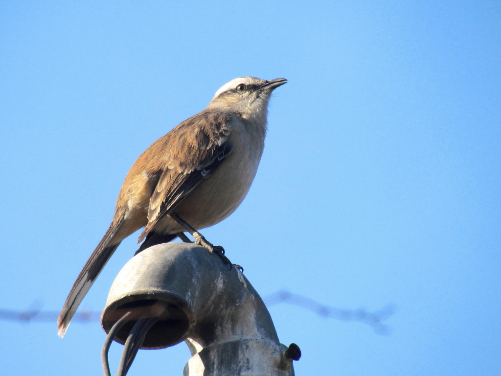 Foto Calandria Grande