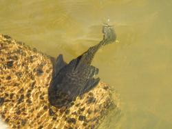 Armored Catfish (Hypostomus myersi)