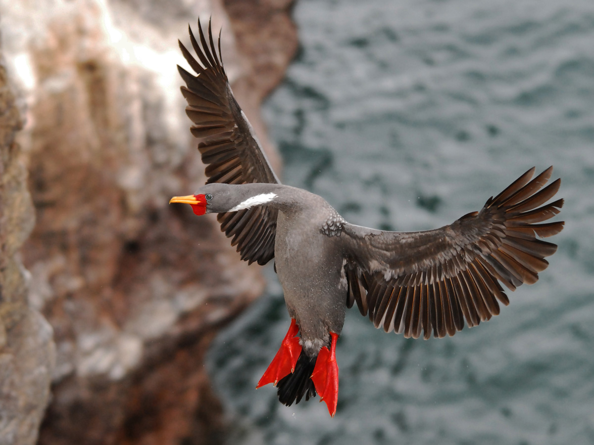 Photo Cormorán Gris