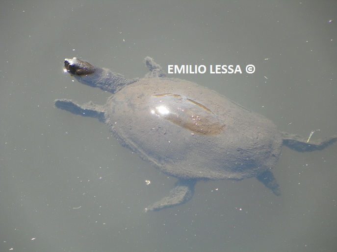 Photo Tortuga de Laguna