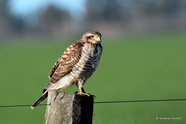 Taguató Común (Rupornis magnirostris)