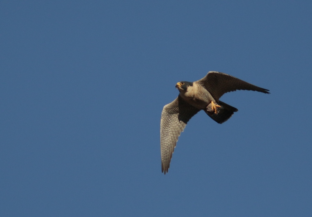 Photo Halcón Peregrino