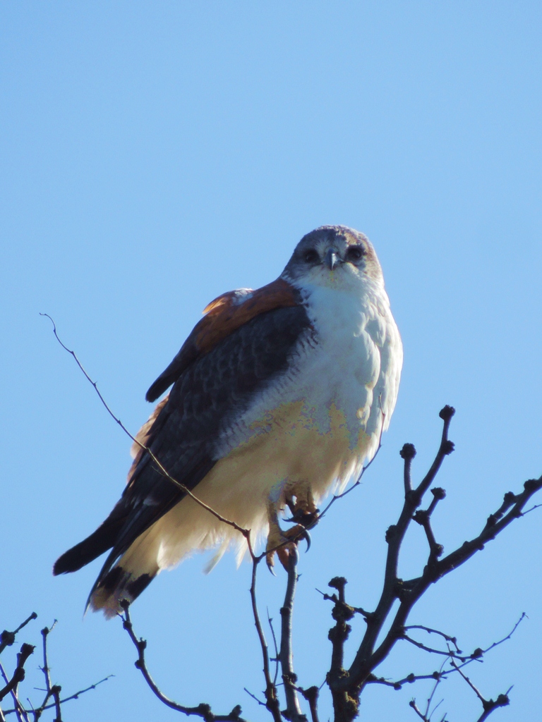 Foto Aguilucho Común