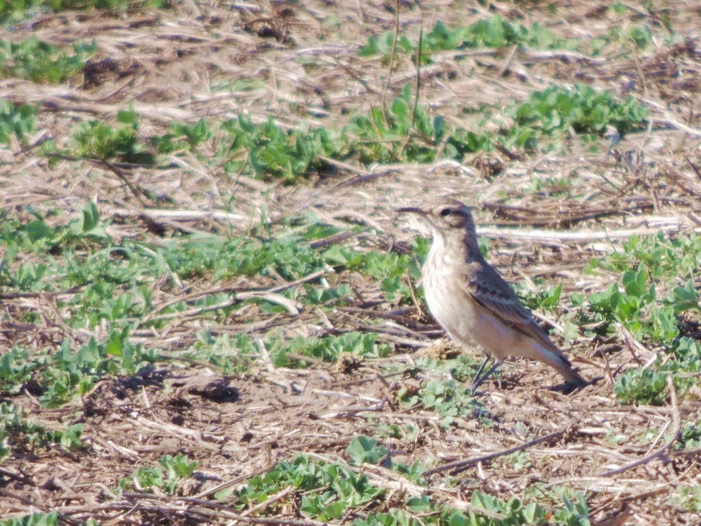 Foto Caminera Común