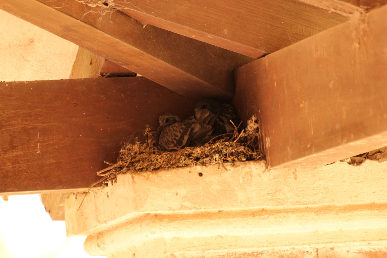 Photo Paloma Doméstica