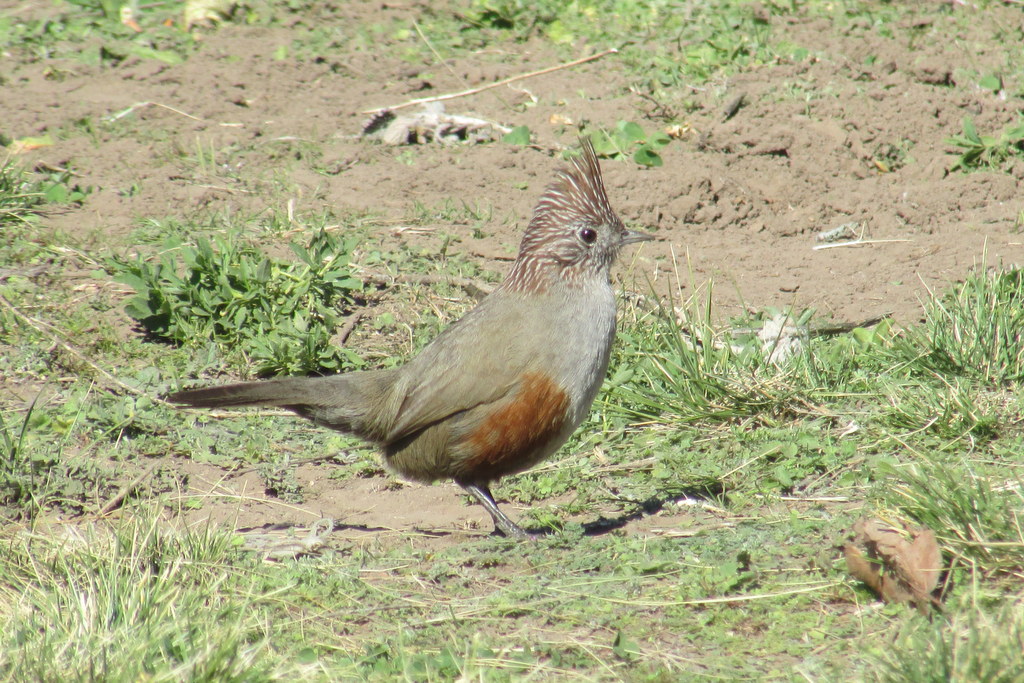 Foto Gallito Copetón