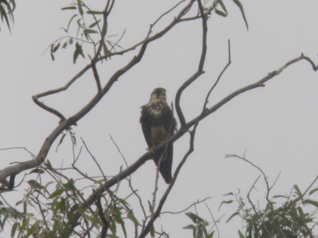 Photo Halcón Plomizo