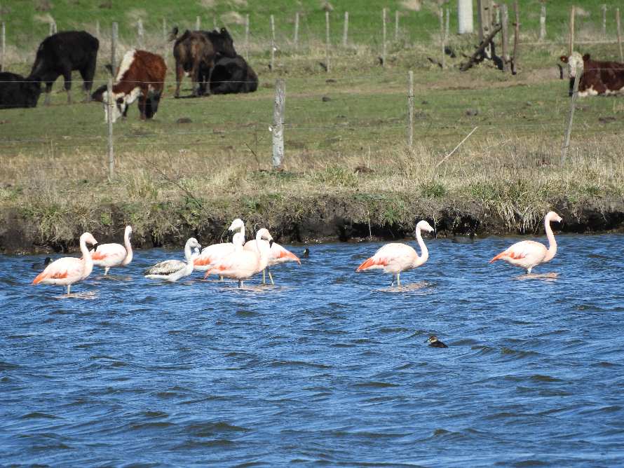 Photo Flamenco Austral