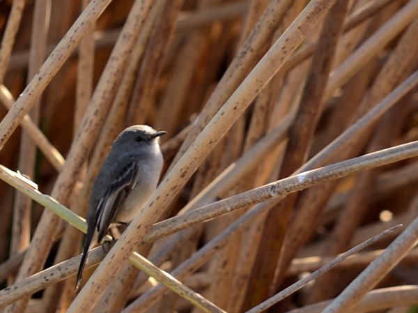 Photo Piojito Gris
