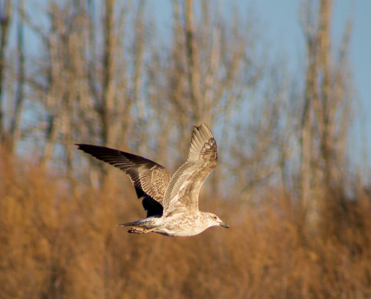 Photo Gaviota Cocinera