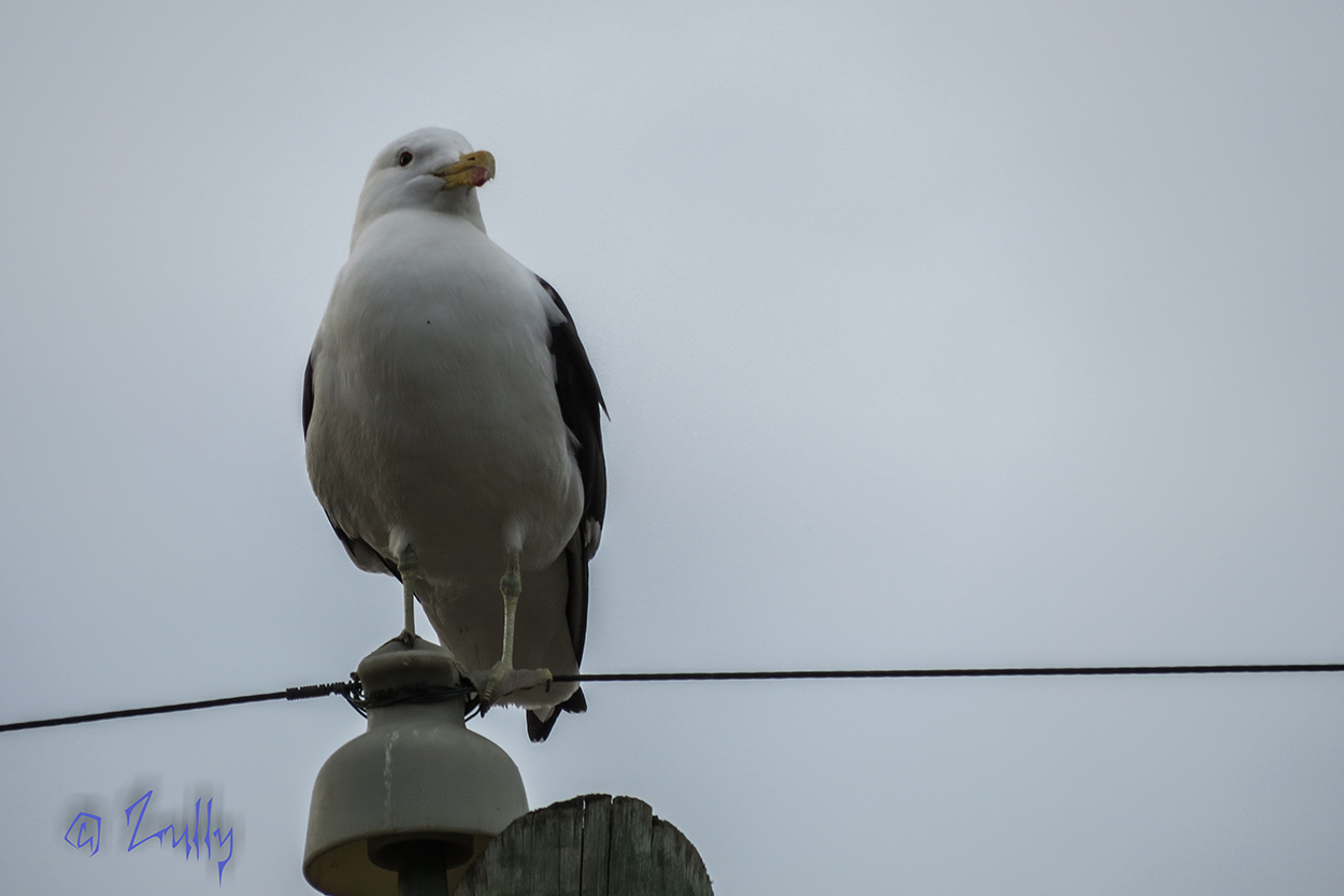 Photo Gaviota Cocinera