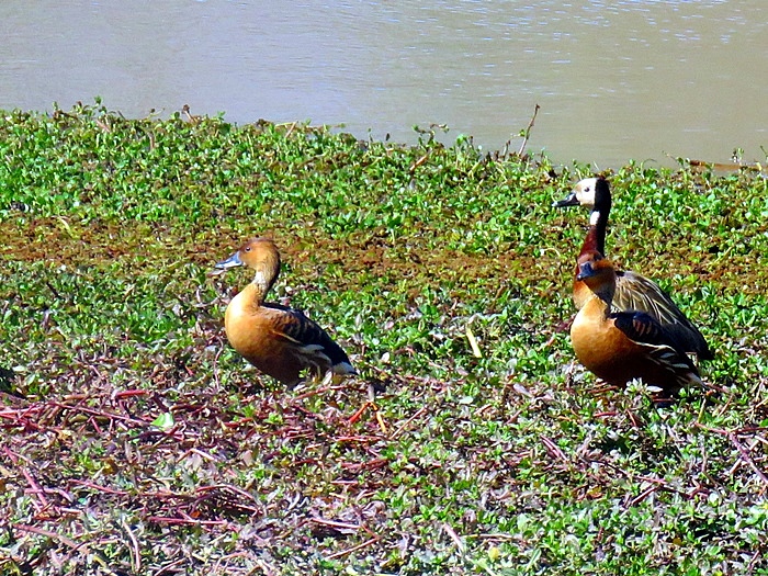 Photo Sirirí Colorado