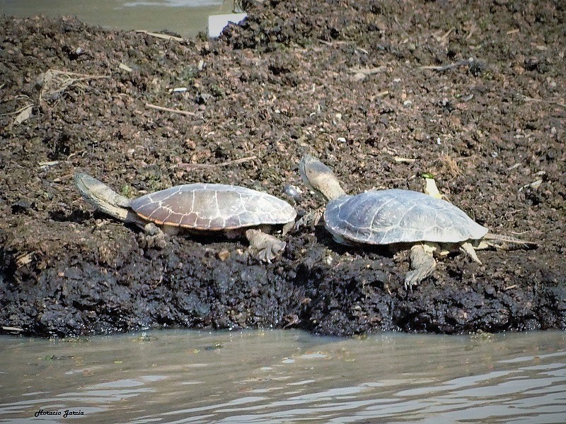 Photo Tortuga de Laguna