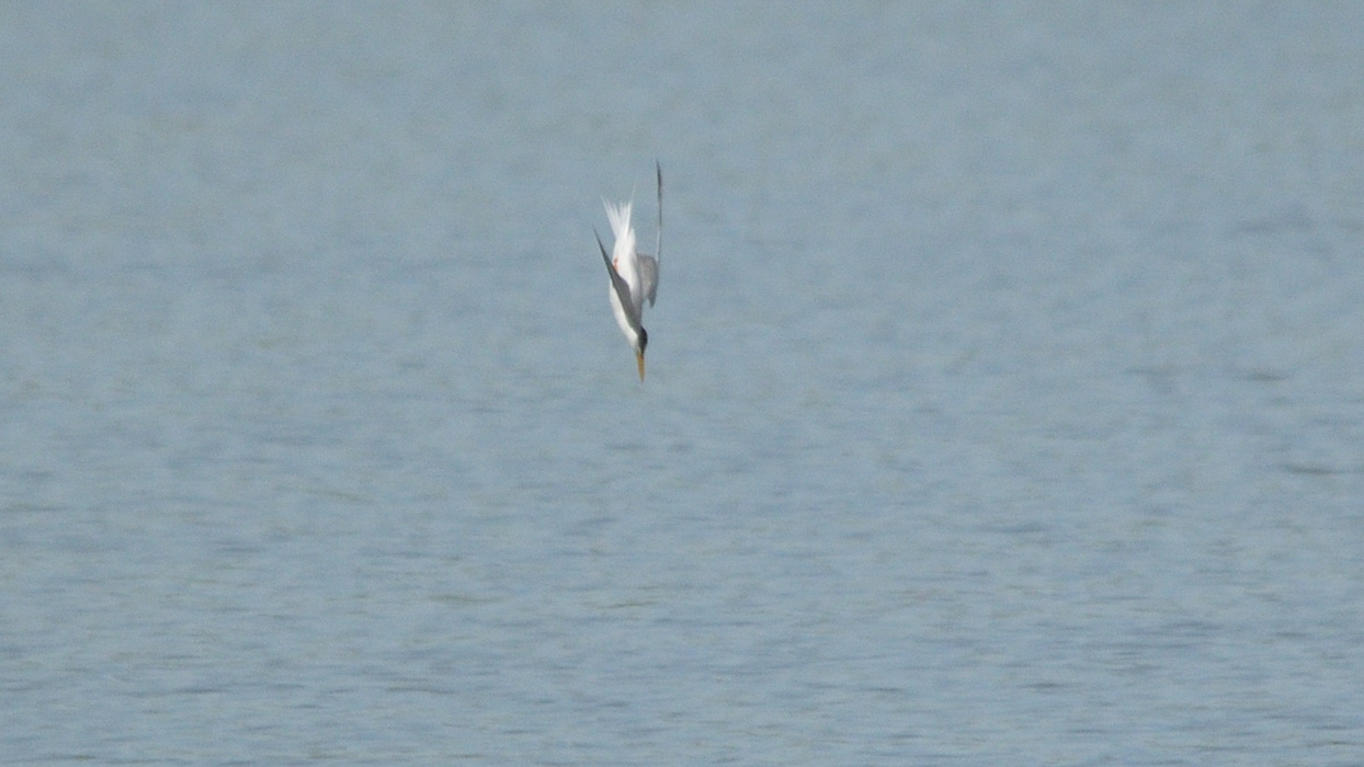 Foto Charrán Bengalí