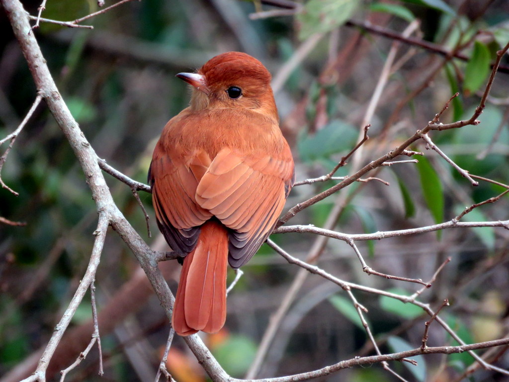 Photo Burlisto Castaño