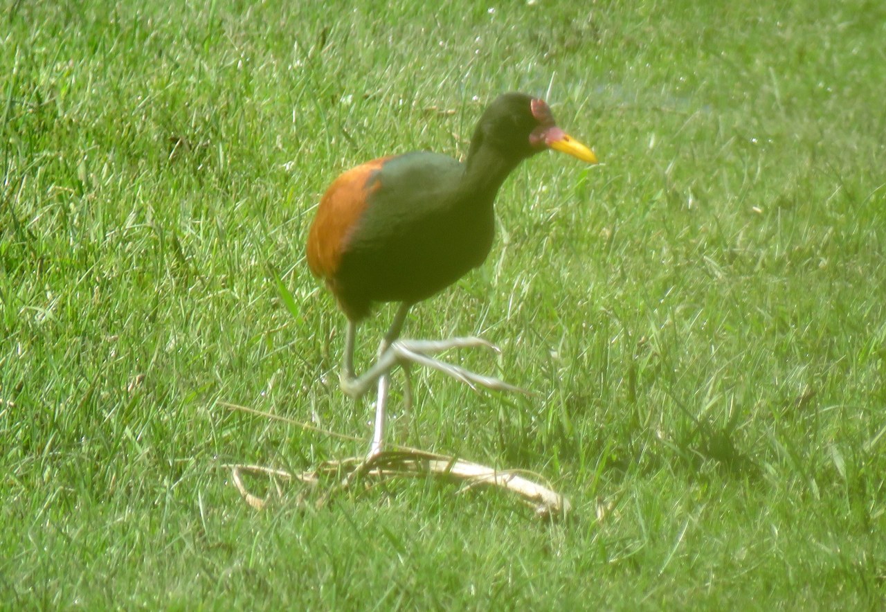 Foto Jacana