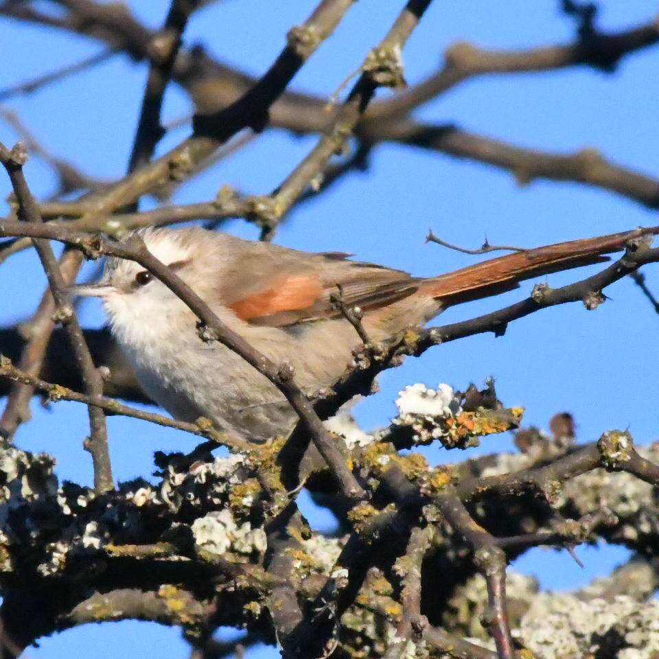 Foto Curutié Blanco