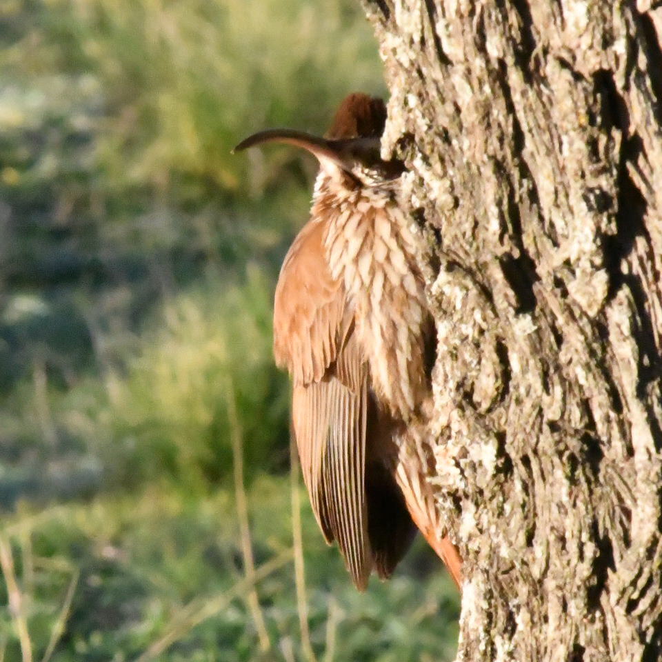 Photo Chinchero Grande
