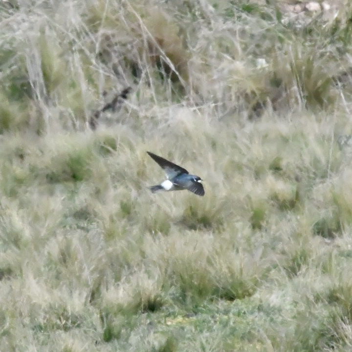 Foto Golondrina Patagónica