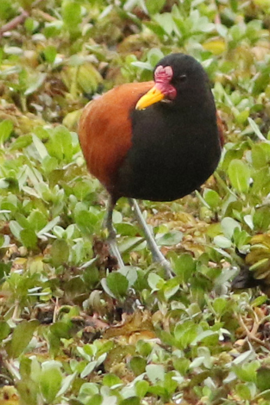 Photo Jacana