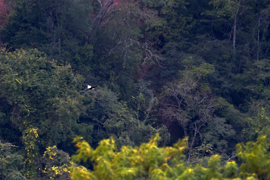 Foto Bandurria Boreal