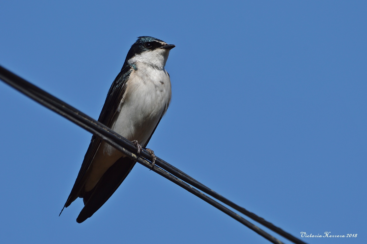 Foto Golondrina Ceja Blanca