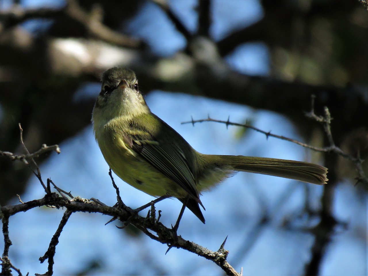Foto Mosqueta Común
