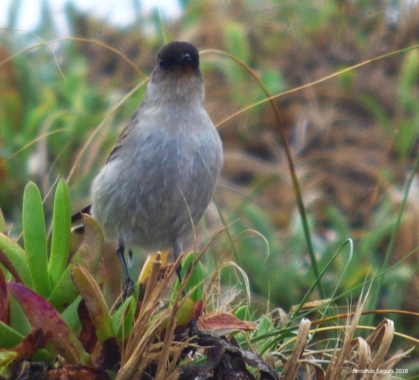 Foto Dormilona Cara Negra