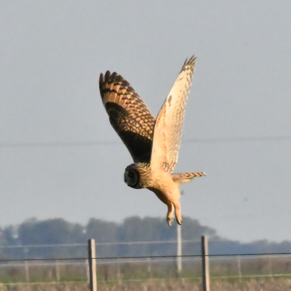 Photo Lechuzón Campestre