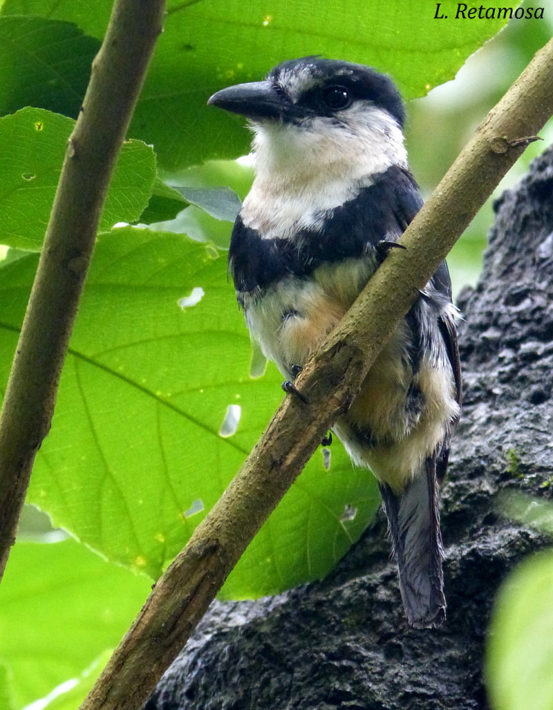 Foto Chacurú Grande