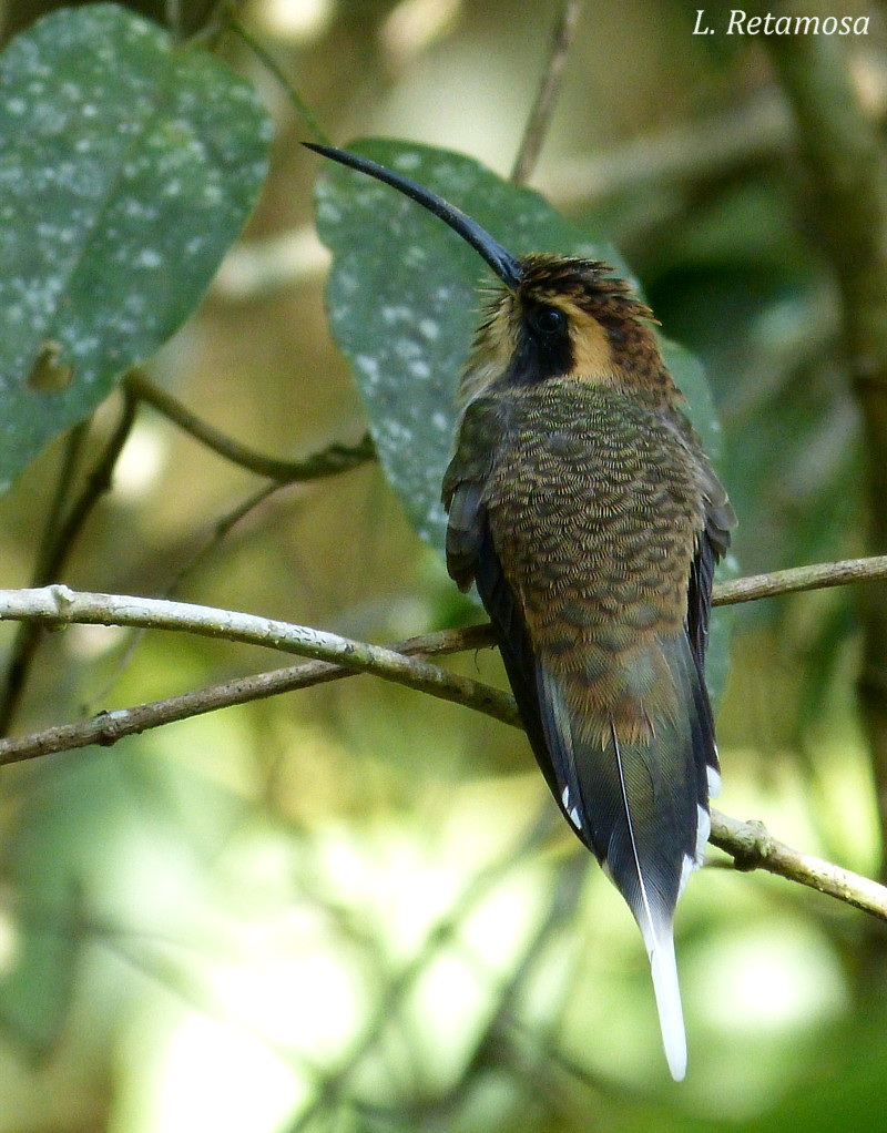 Foto Ermitaño Escamado