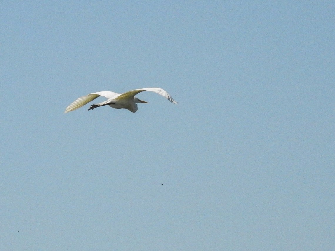 Foto Garza Blanca