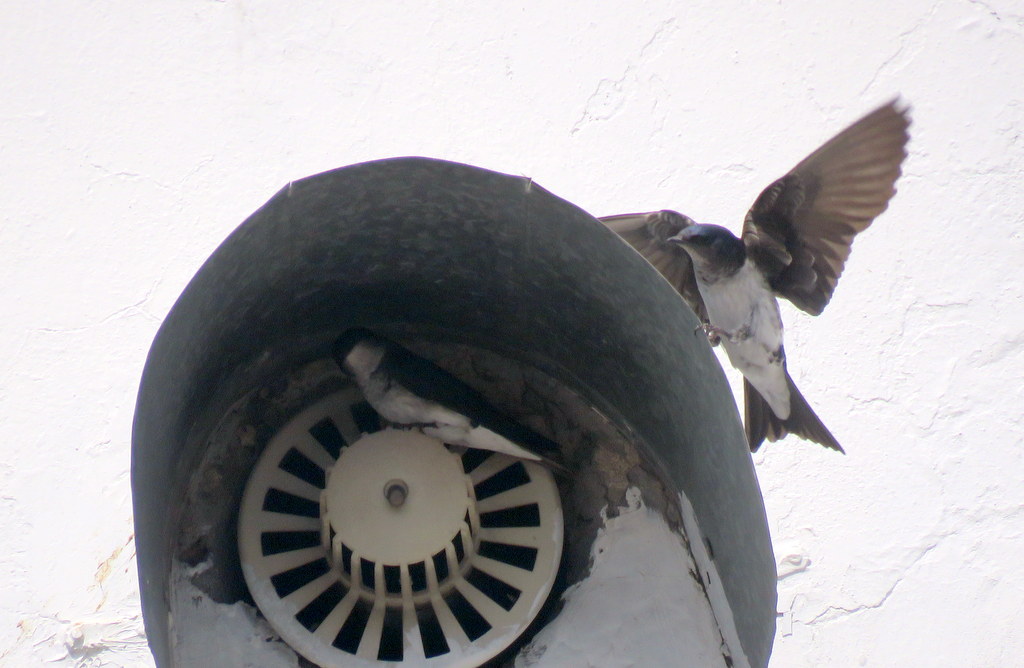 Foto Golondrina Doméstica