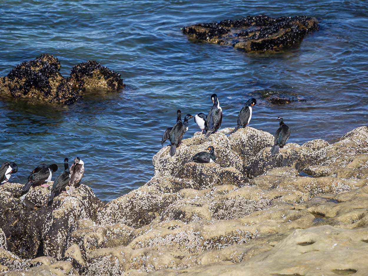Photo Cormorán Cuello Negro