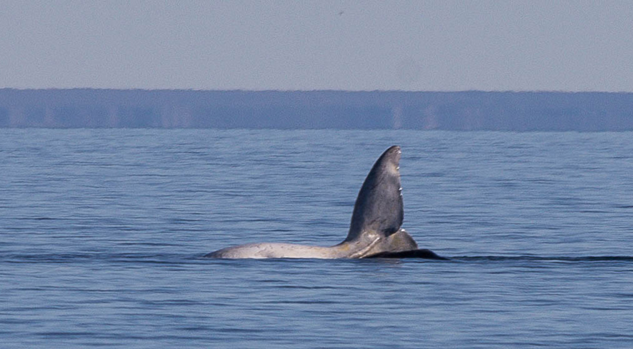 Photo Ballena Franca Austral