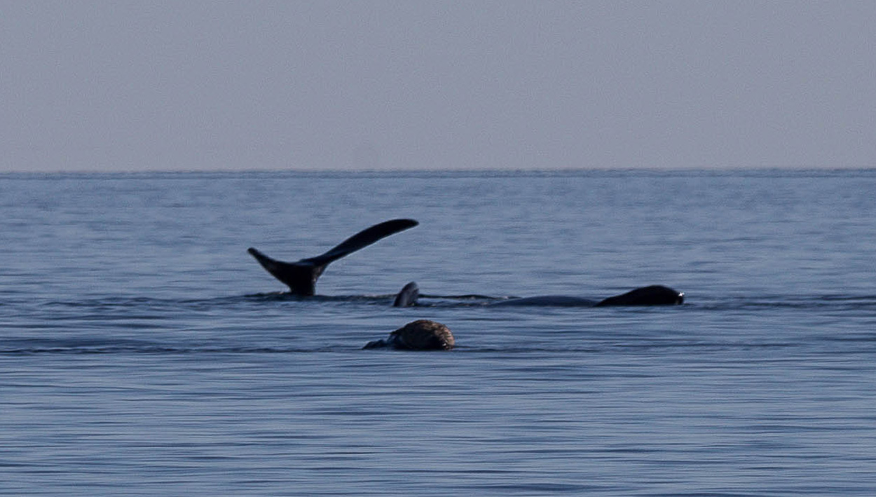 Photo Ballena Franca Austral