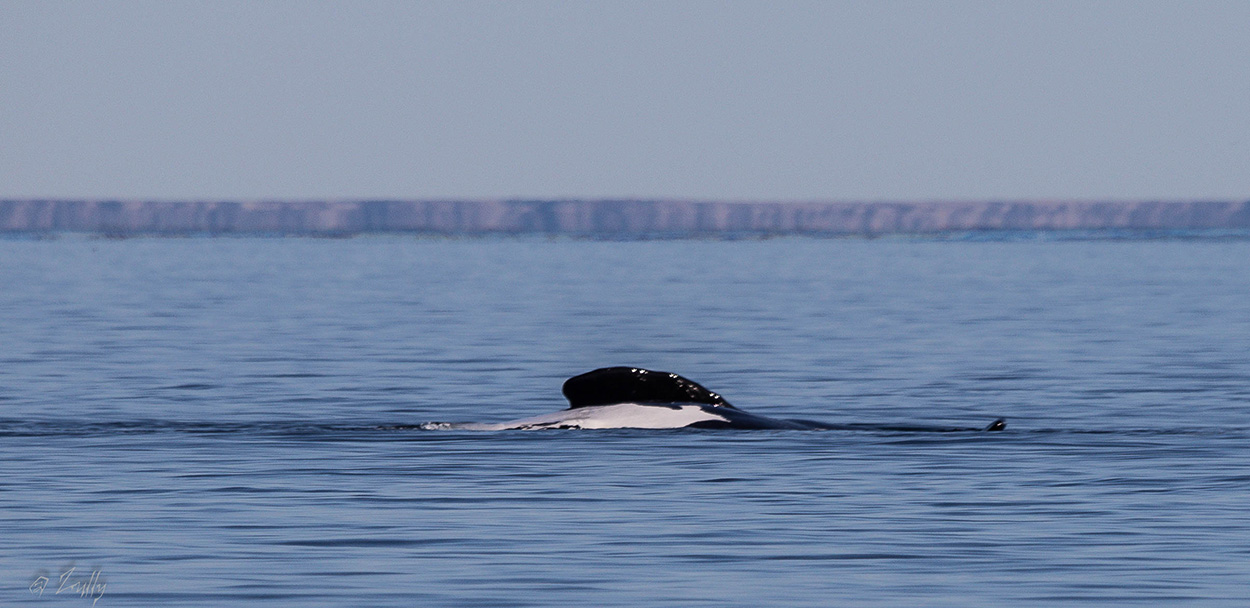 Photo Ballena Franca Austral