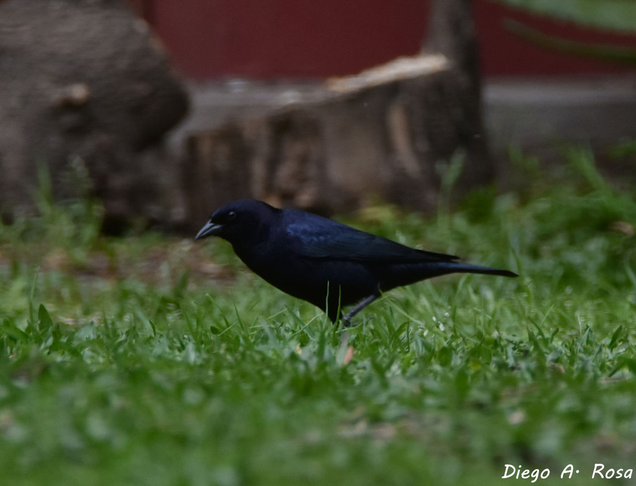 Photo Tordo Renegrido