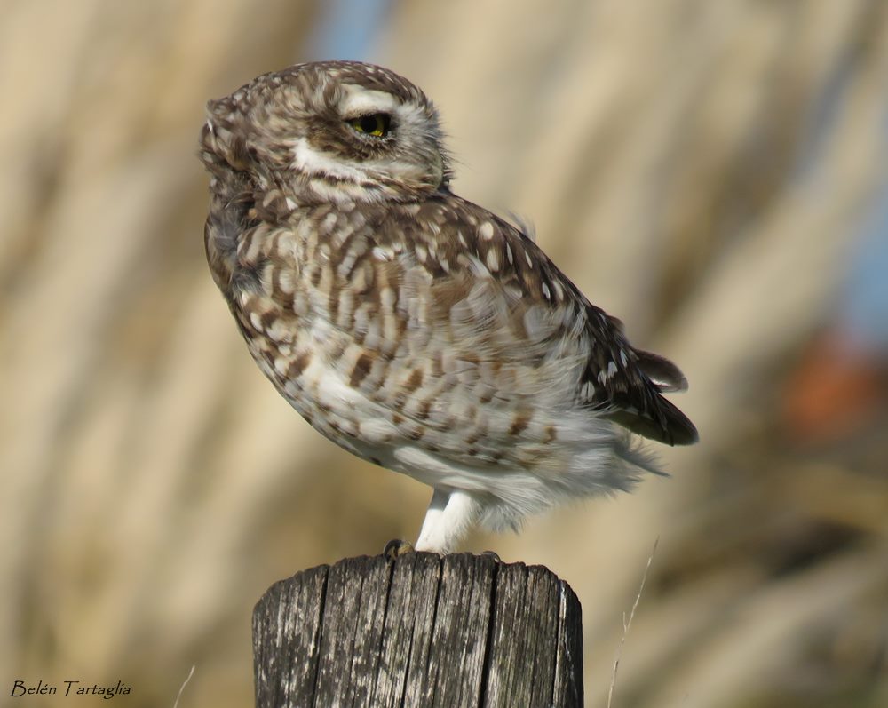 Photo Lechucita Vizcachera