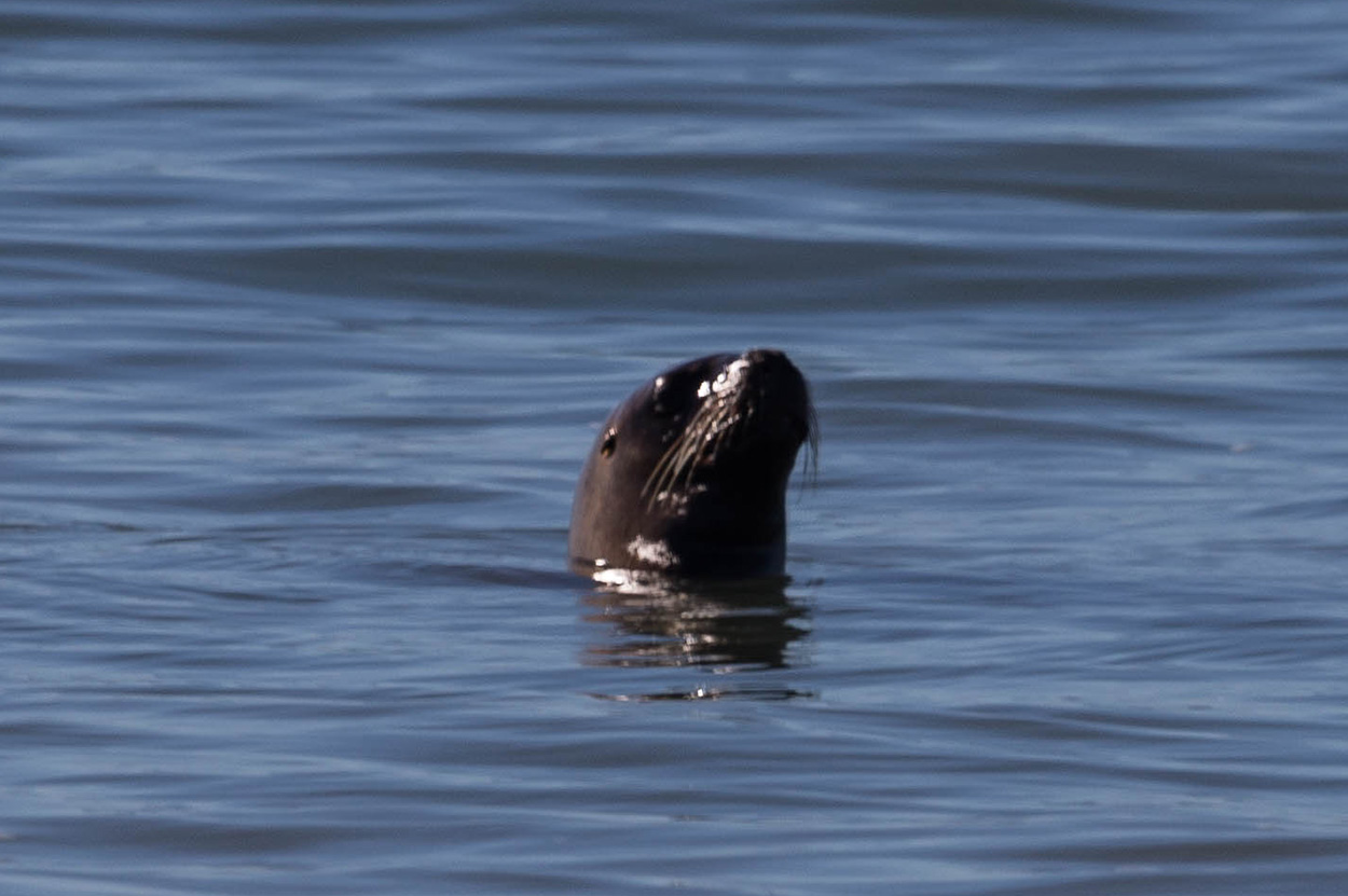 Photo Lobo Marino de Un Pelo