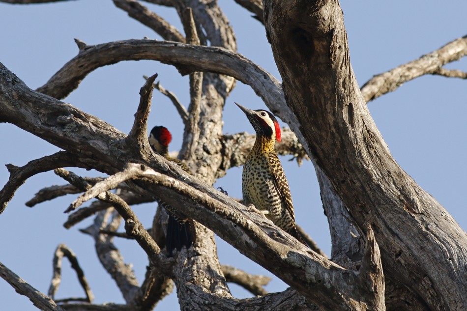 Foto Carpintero Real Común