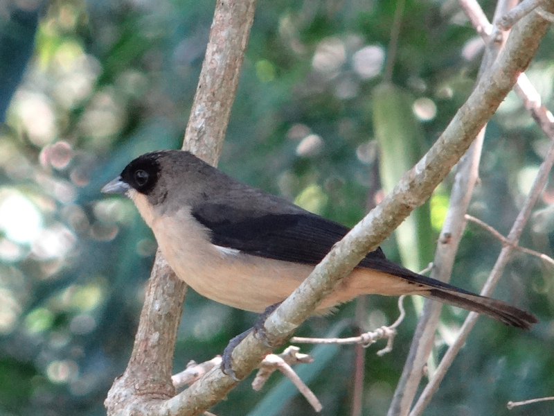 Foto Frutero Corona Amarilla