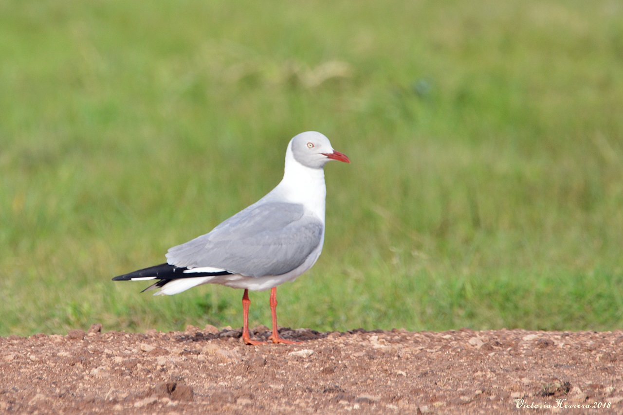 Foto Gaviota Capucho Gris