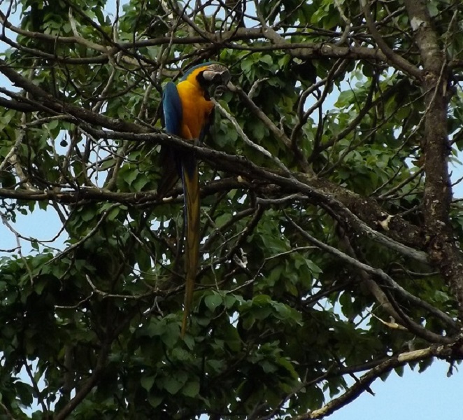 Foto Guacamayo Azulamarillo